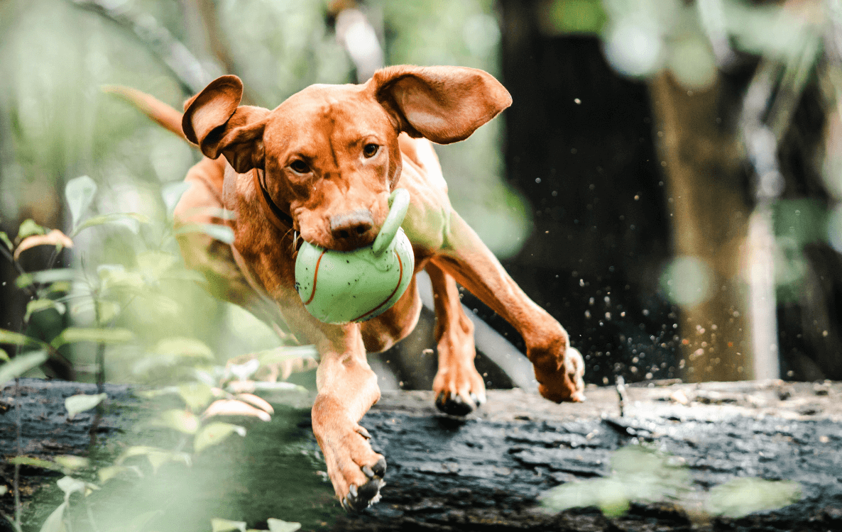 Hund mit Ball aus dem Hundespielzeug Großhandel