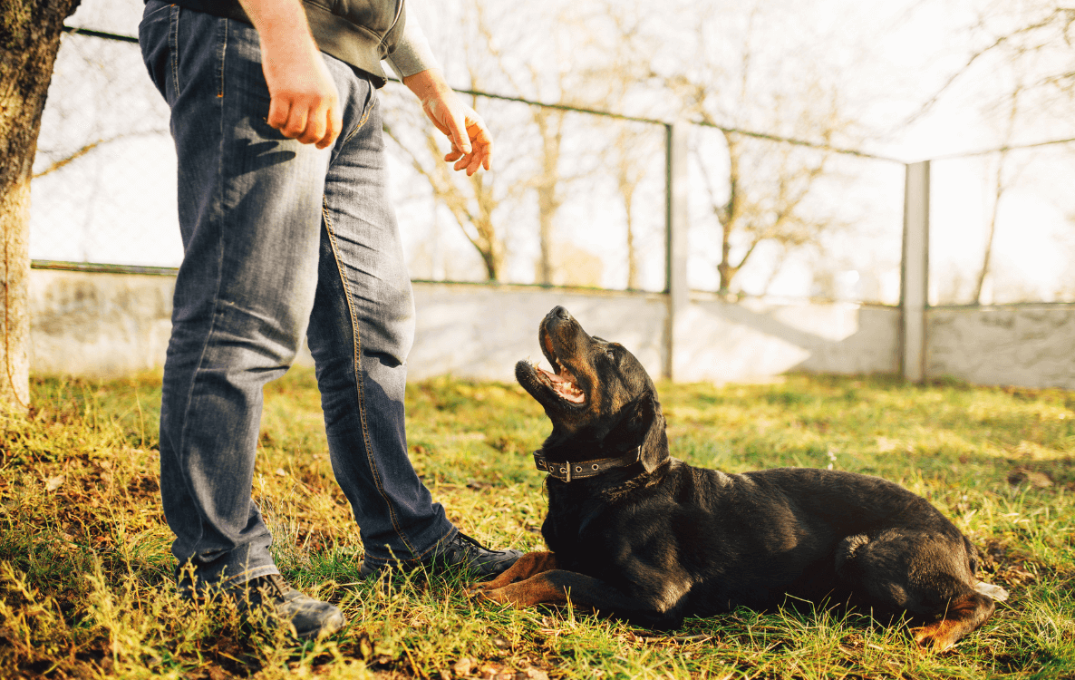 Hund beim Training mit ACME Hundepfeife