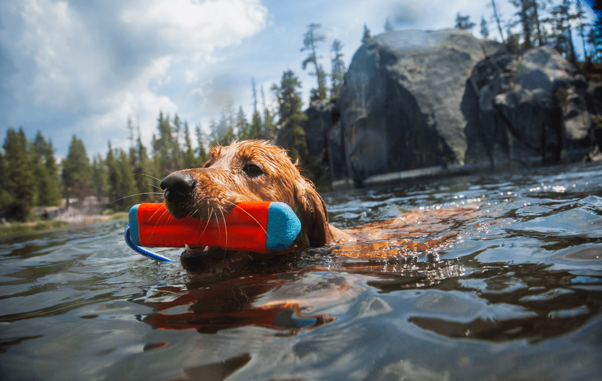 Mit dem Hund und ChuckIt im Wasser spielen