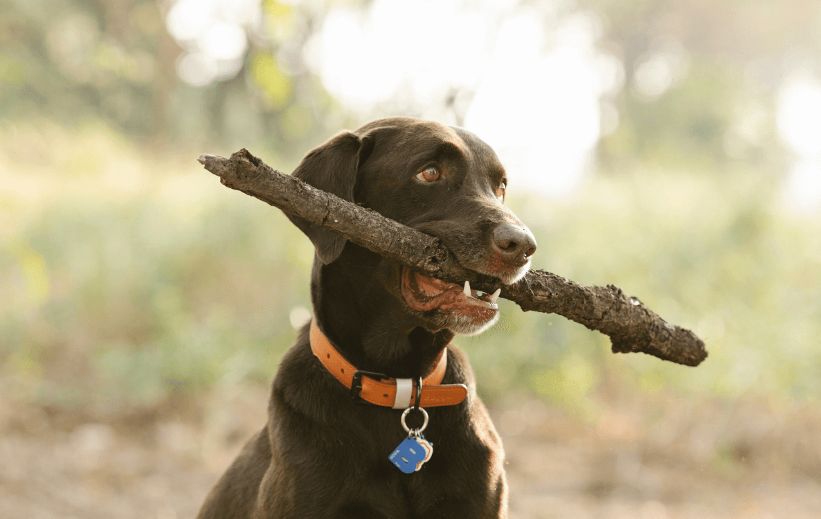 Labrador mit Hundehalsband aus dem Hundehalsbänder Großhandel